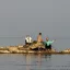 Судак ловится в Азовском море, но вылов запрещен