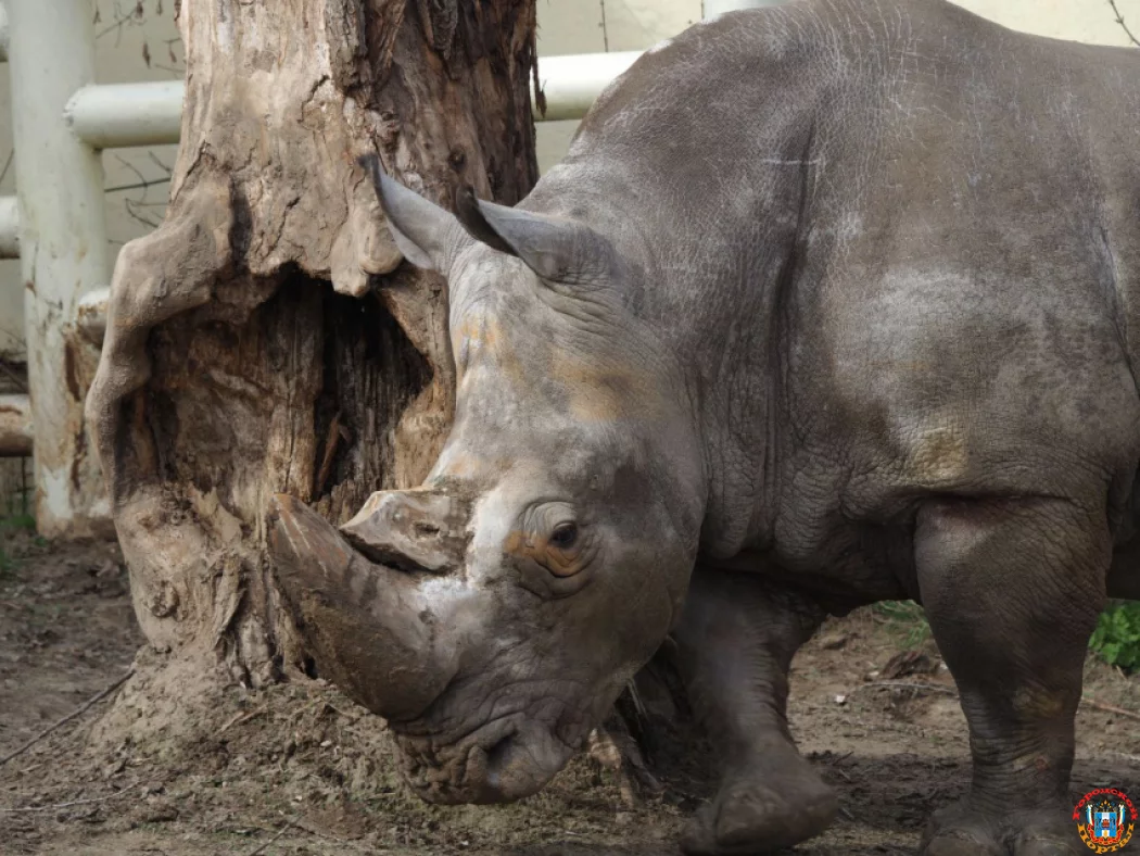 Показательное кормление белых носорогов в зоопарке увидят Ростовчане