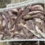В Азовском море стартовал промысловый вылов бычков: мера призвана спасти рыбу от массового замора В Азовском море стартовал промысловый вылов бычков: мера призвана спасти рыбу от массового замора