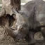 Показательное кормление белых носорогов в зоопарке увидят Ростовчане