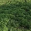 Аллергия на каждом шагу: в Суворовском районе Ростова разрастается опасная амброзия Аллергия на каждом шагу: в Суворовском районе Ростова разрастается опасная амброзия