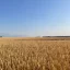 Донскому АПК для завершения уборочной страды экстренно необходимы масштабные поставки горючего Донскому АПК для завершения уборочной страды экстренно необходимы масштабные поставки горючего