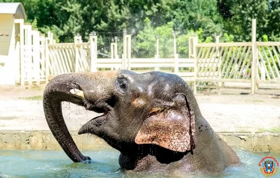 19-летие индийского слона Юмы отмечают в Ростовском зоопарке