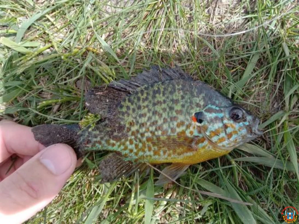 Редчайшего солнечного окуня поймал рыбак в Ростовской области
